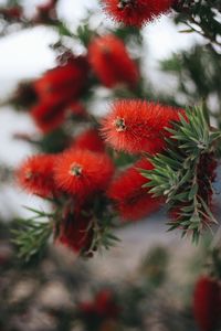 Close-up of red flowering plant