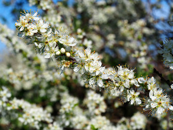 Close-up of bee on flower tree