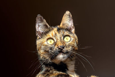 Close-up portrait of cat against black background