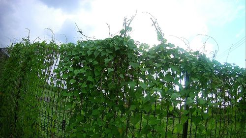 Low angle view of ivy growing on tree against sky