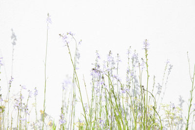 Close-up of lavender plants on field