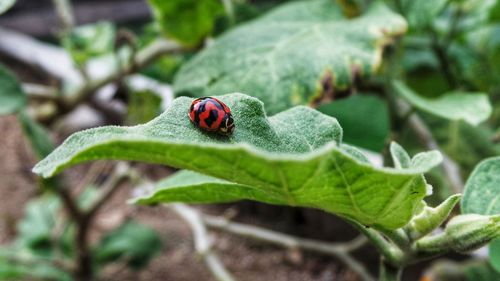 Close-up of ladybug on leaf