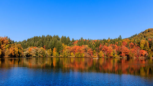 Scenic view of lake by trees in forest against clear sky