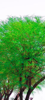Low angle view of trees against the sky