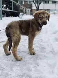 Dog on snow covered field