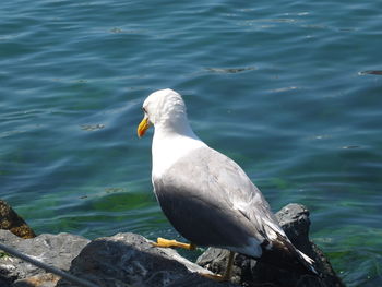 Seagull perching on rock by sea