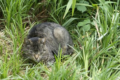 Animal relaxing on grassy field