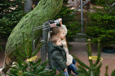 Sister and brother choose a christmas tree in the market.