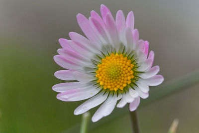 Close-up of fresh pink flower