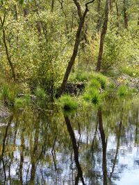 Trees by lake in forest