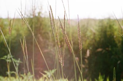 Close-up of plants growing on field