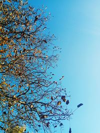 Low angle view of flowering plant against blue sky