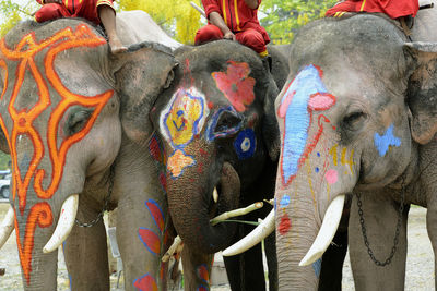 People sitting on decorated elephants
