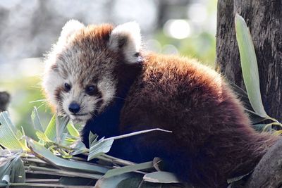 Red panda on tree