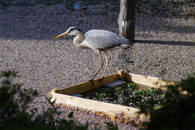 High angle view of a perched gray heron