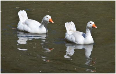 Geese swimming in lake