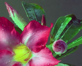 Close-up of water drops on flower