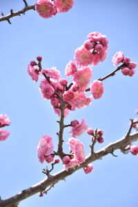 Low angle view of cherry blossoms against sky