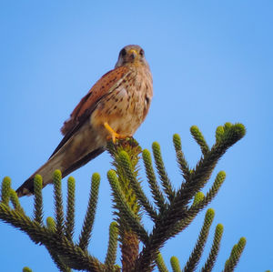 Low angle view of bird perching on tree against sky