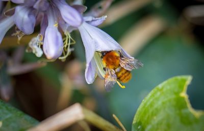 Close-up of bee pollinating on purple flower