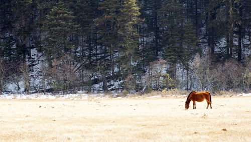 Horses in a field