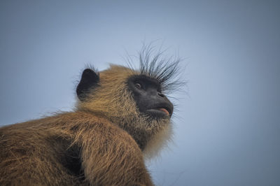 Low angle view of monkey on tree against sky