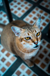 Close-up portrait of a cat