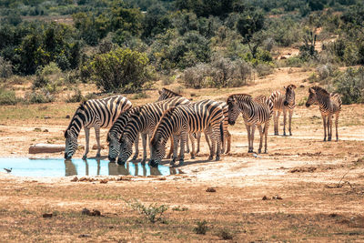 Zebras drinking water in forest