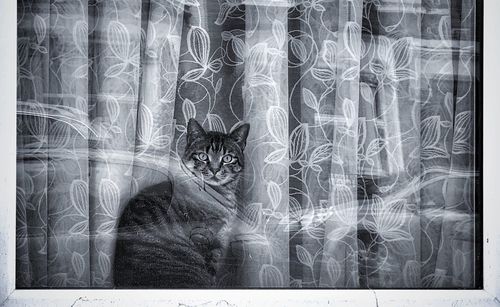 Portrait of cat against curtain