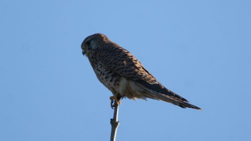 Low angle view of bird perching against clear blue sky