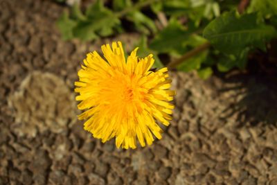 High angle view of yellow flowering plant