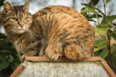 Close-up portrait of a cat