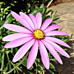 Close-up of purple flower blooming outdoors