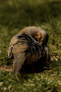 Close-up of bird on field