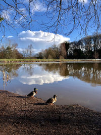 View of birds at lakeshore