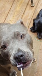 Close-up portrait of dog