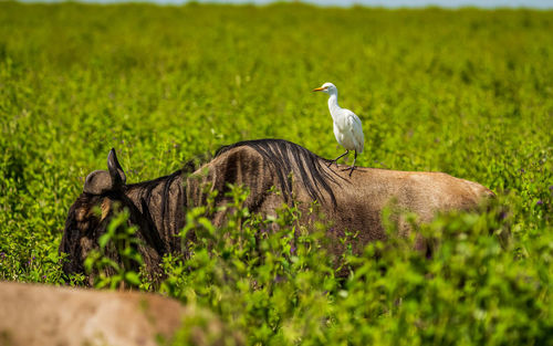 Side view of a bird on grass