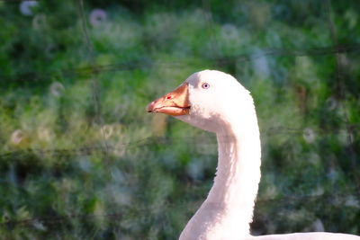 Close-up of goose