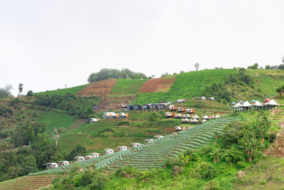 Scenic view of agricultural field against clear sky