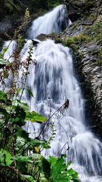 Scenic view of waterfall in forest