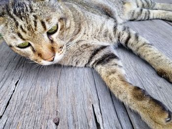 High angle view of cat resting