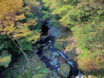 High angle view of stream amidst trees in forest