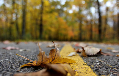 Dry leaves fallen on road in forest during autumn