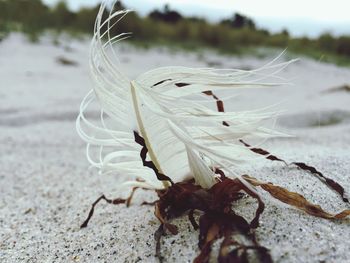 Close-up of crab on sand