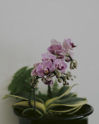 Close-up of pink flower pot against white background