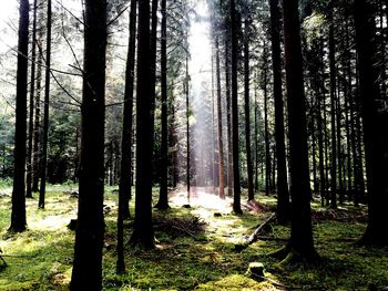 Trees in forest