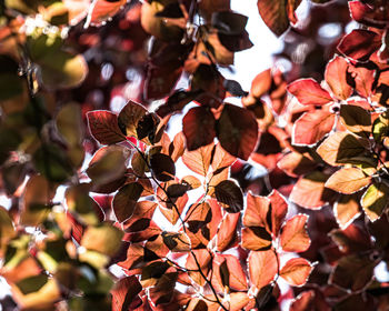 Close-up of autumn leaves