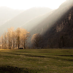 Trees on field against sky