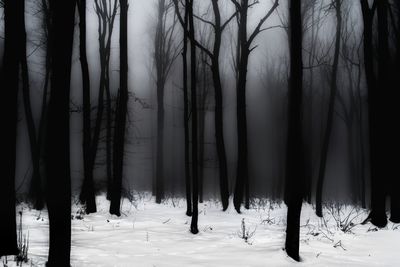 Trees in forest during winter