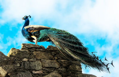 Low angle view of peacock on rock against sky